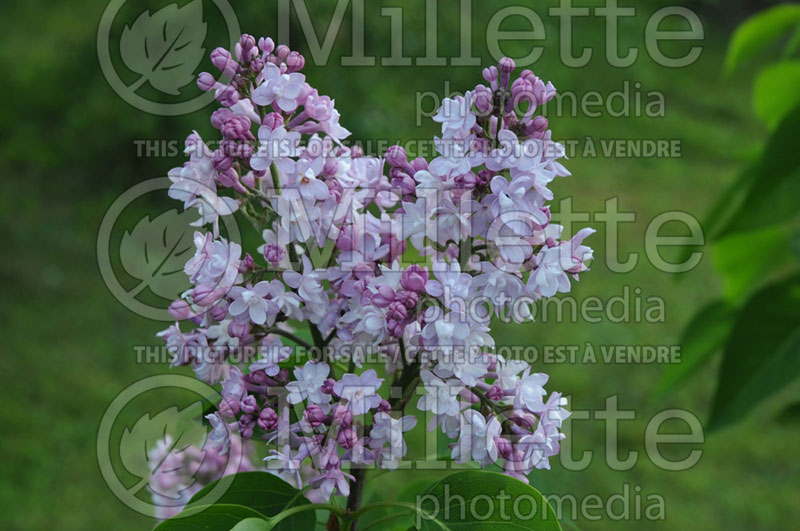 Syringa Atheline Wilbur (Lilac) 4