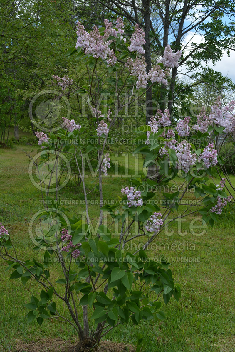 Syringa Atheline Wilbur (Lilac) 1