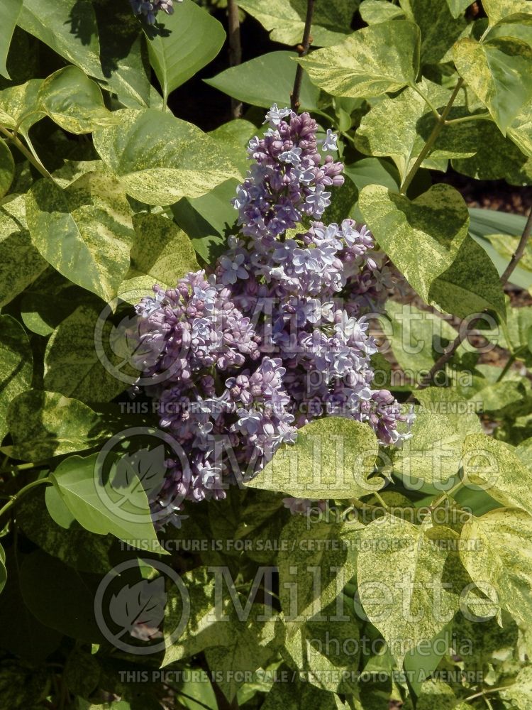 Syringa Aucubaefolia (French Lilac) 2