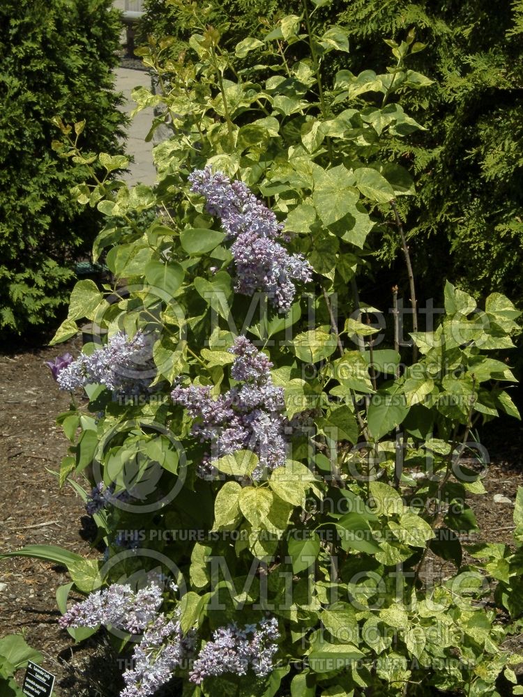 Syringa Aucubaefolia (French Lilac) 4
