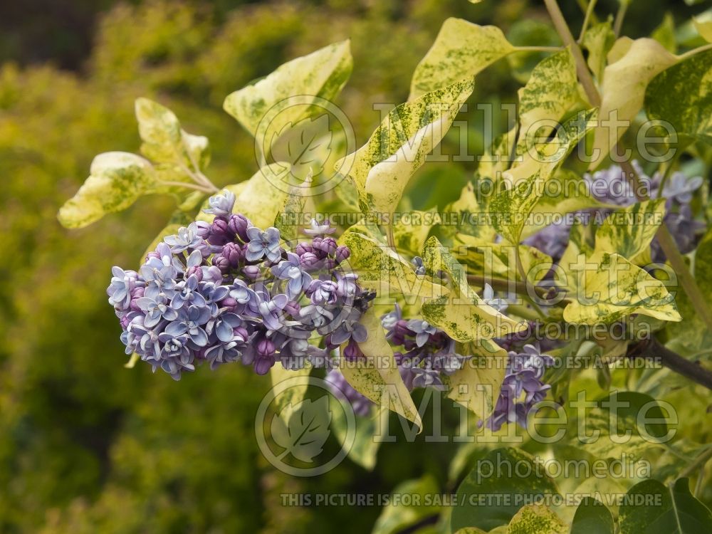 Syringa Aucubaefolia (French Lilac) 5