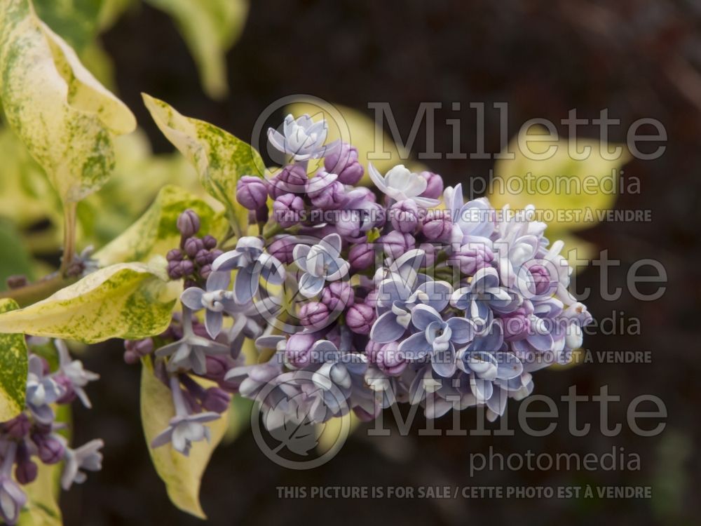 Syringa Aucubaefolia (French Lilac) 8