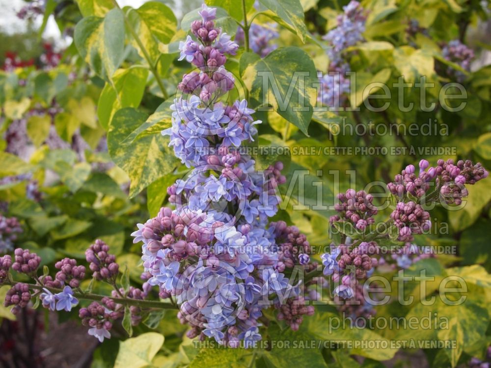 Syringa Aucubaefolia (French Lilac)  1