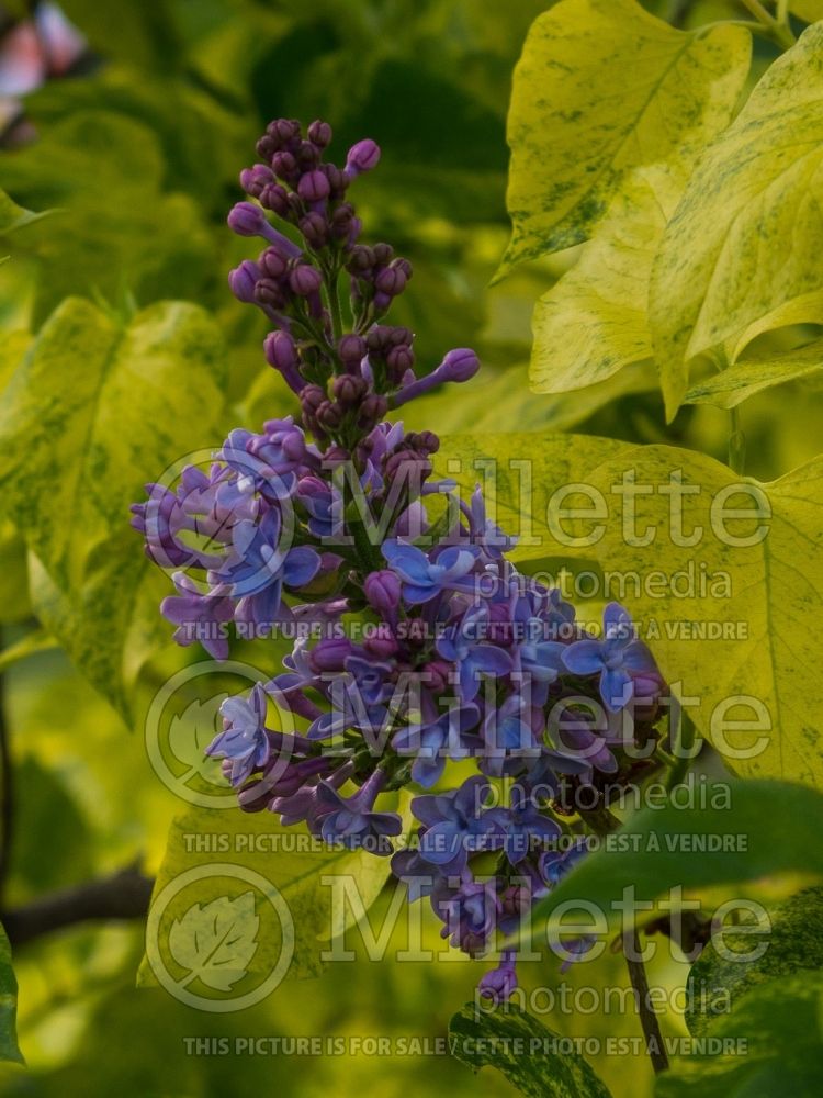 Syringa Aucubaefolia (French Lilac) 17
