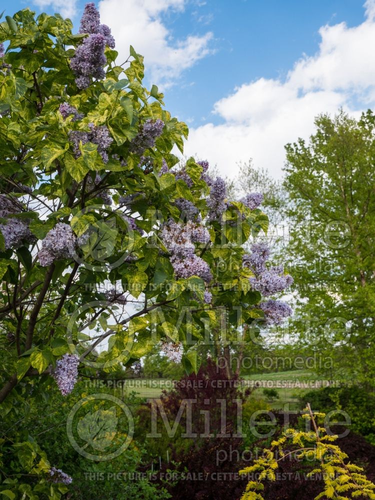 Syringa Aucubaefolia (French Lilac) 16