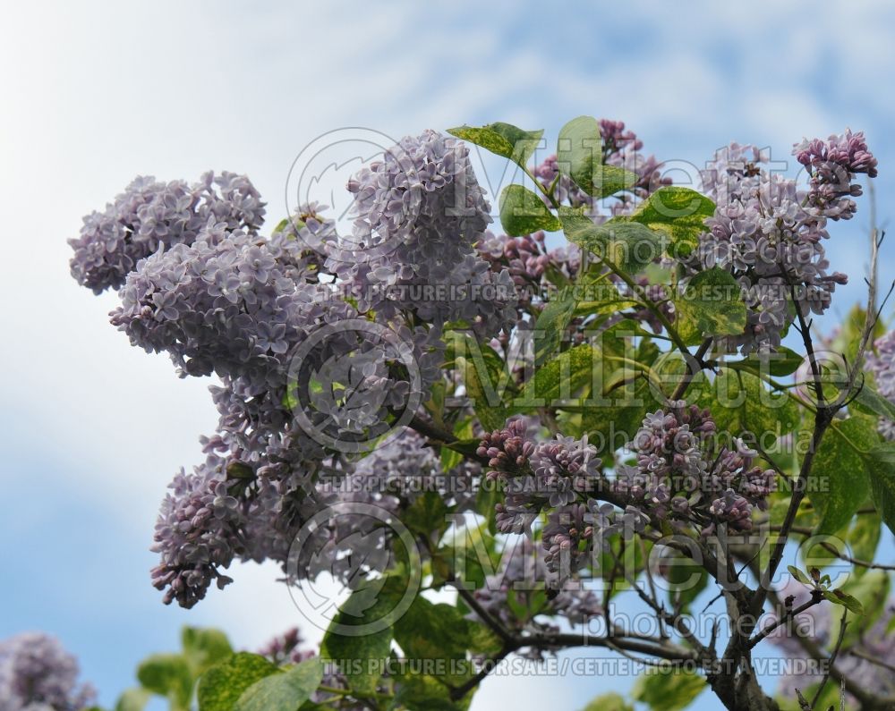 Syringa Aucubaefolia (French Lilac) 12