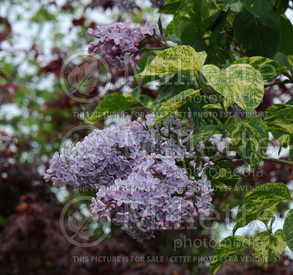 Syringa Aucubaefolia (French Lilac) 13