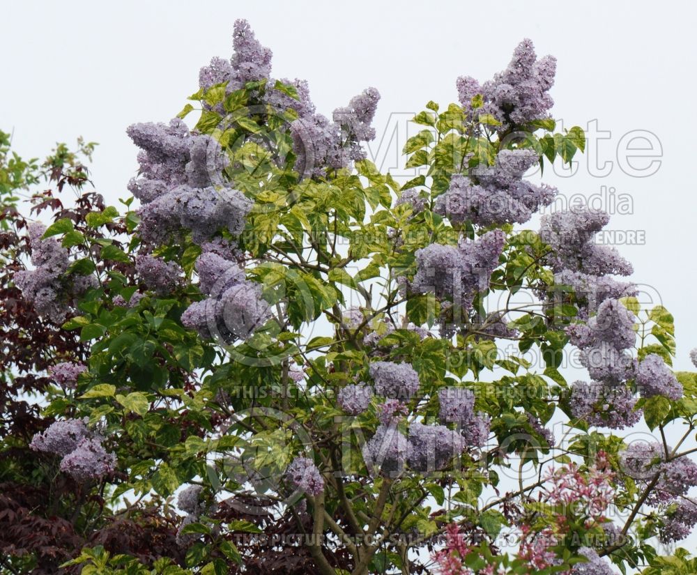 Syringa Aucubaefolia (French Lilac) 14