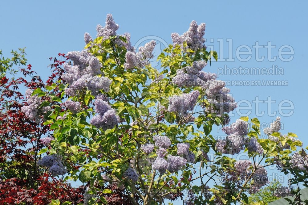 Syringa Aucubaefolia (French Lilac) 15