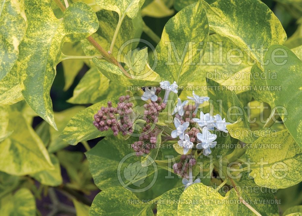 Syringa Aucubaefolia (French Lilac) 21
