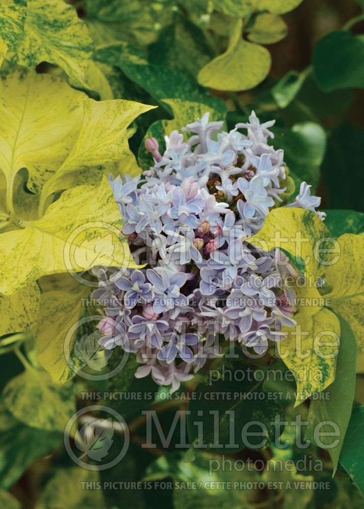 Syringa Aucubaefolia (French Lilac) 19