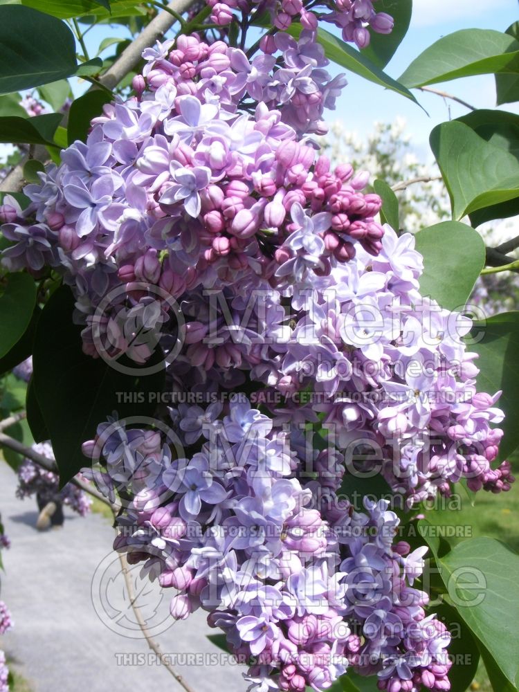 Syringa Belle De Nancy (Lilac)  1