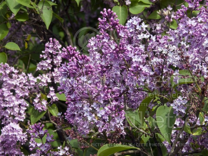 Syringa Charles X (Lilac) 1