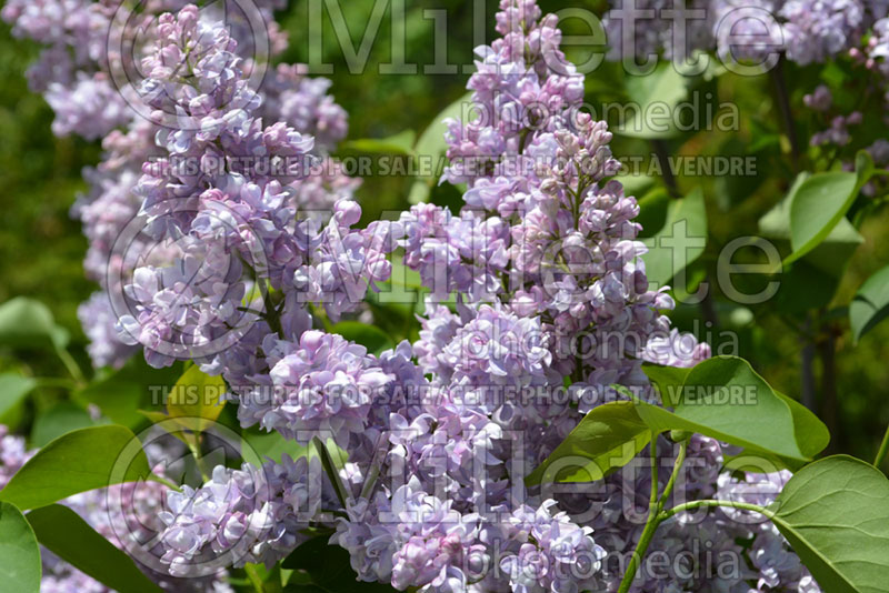 Syringa Emile Lemoine (Lilac) 1 