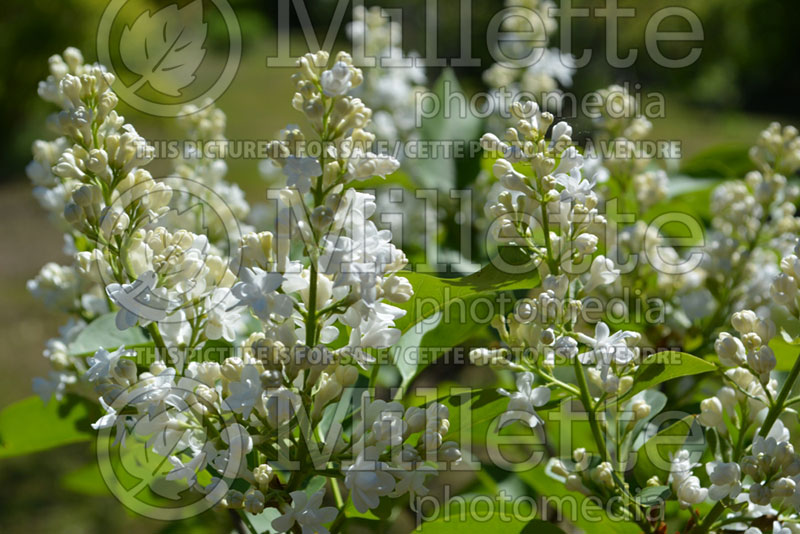 Syringa Fiala Remembrance (Lilac)  1