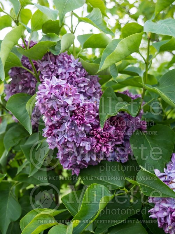 Syringa Lavender Lady (Lilac) 3