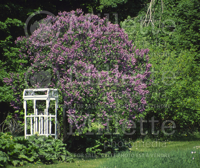 Syringa vulgaris (Lilac)  1