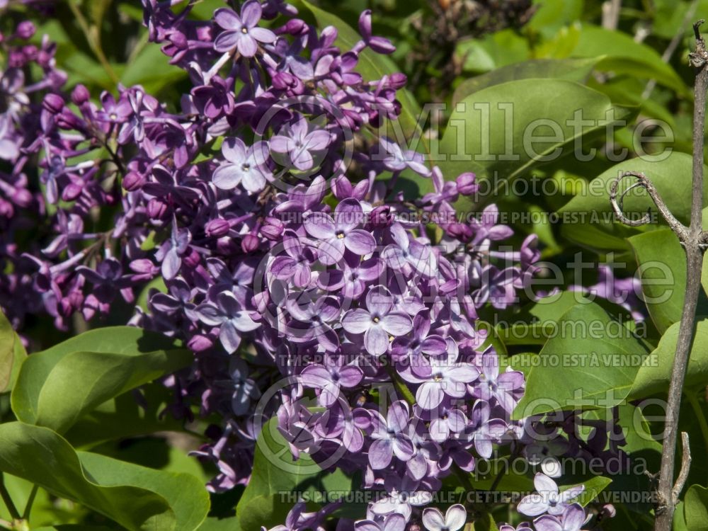 Syringa Monge (French Lilac) 4