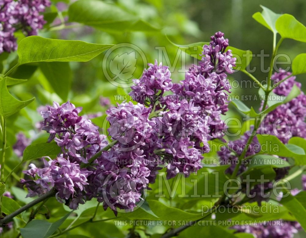 Syringa Monge (French Lilac) 6