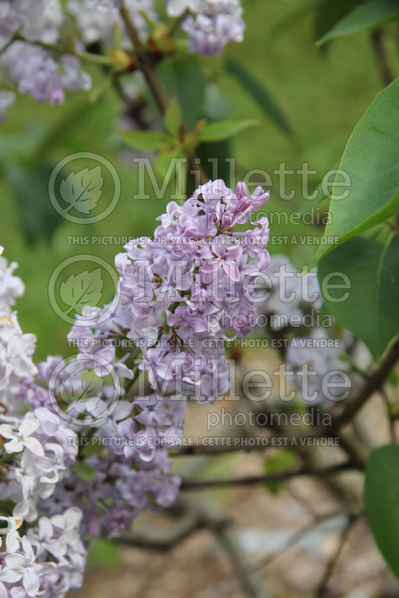 Syringa Mood Indigo (Lilac) 1 