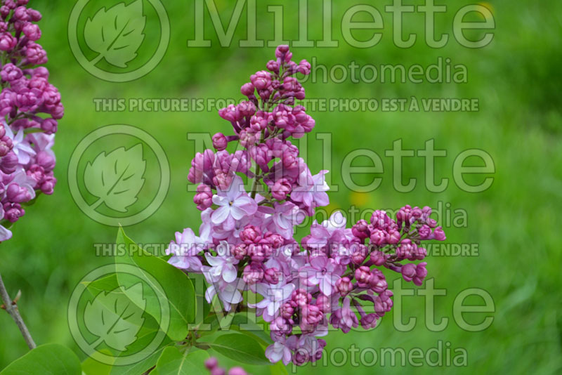 Syringa Paul Deschanel (Lilac) 1 