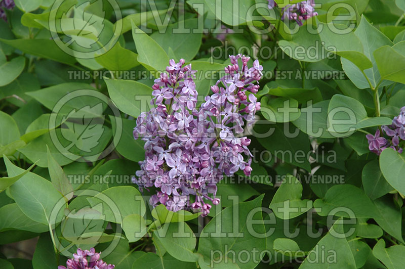 Syringa Prairie Petite (Lilac) 1