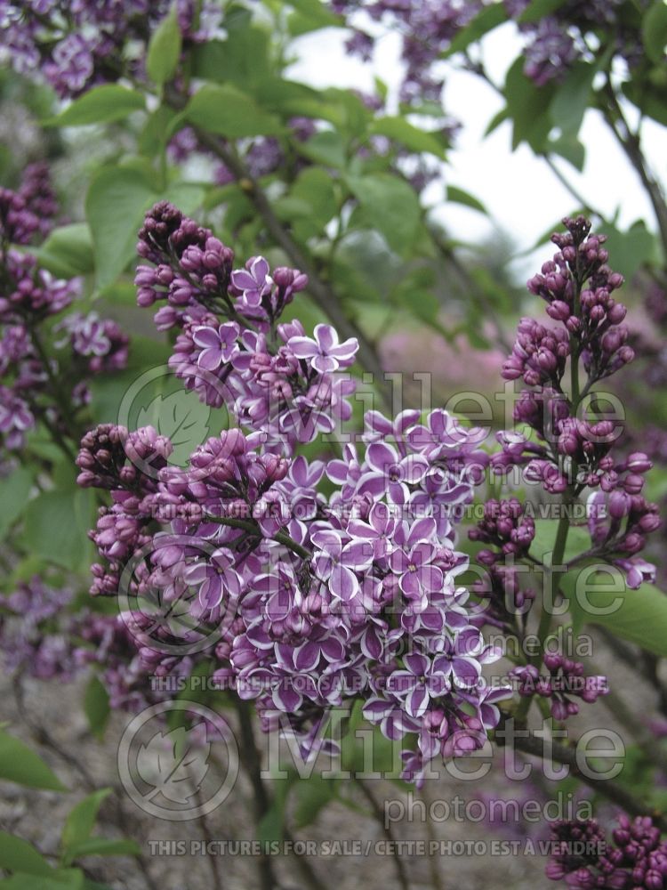 Syringa Sensation (Lilac)  1