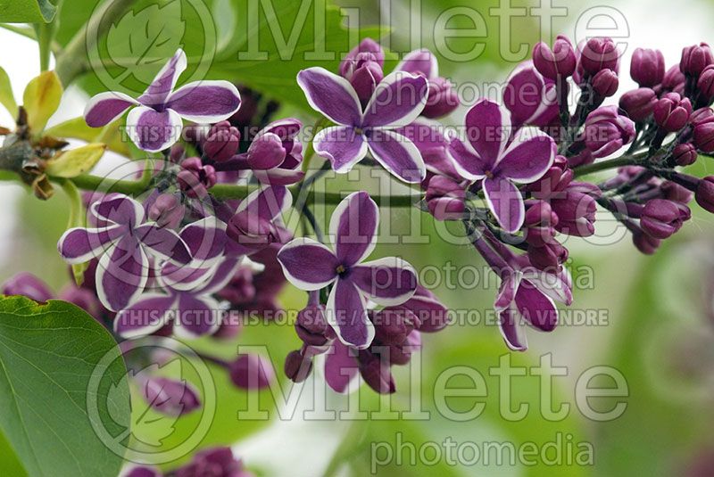 Syringa Sensation (Lilac)  3