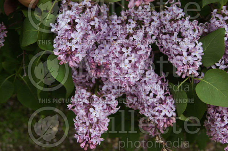 Syringa vulgaris (Lilac)  4