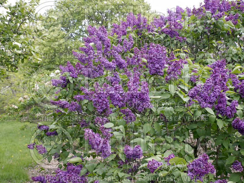 Syringa Triste Barbaro (Lilac)  1