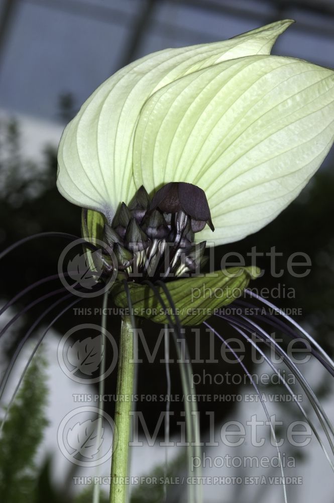 Tacca integrifolia (White batflower)  2