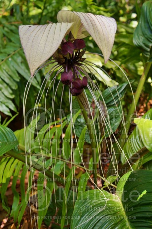 Tacca integrifolia (White batflower)  5