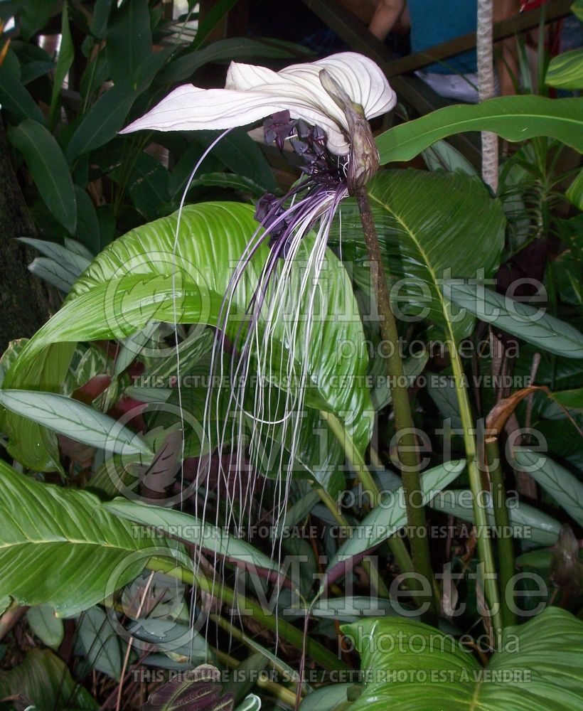 Tacca integrifolia (White batflower)  4