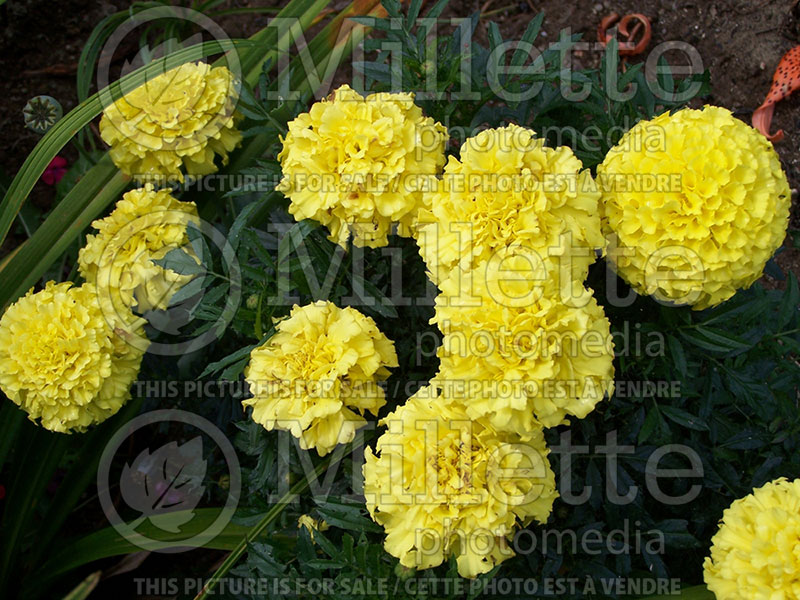 Tagetes First Lady (Marigold) 1 
