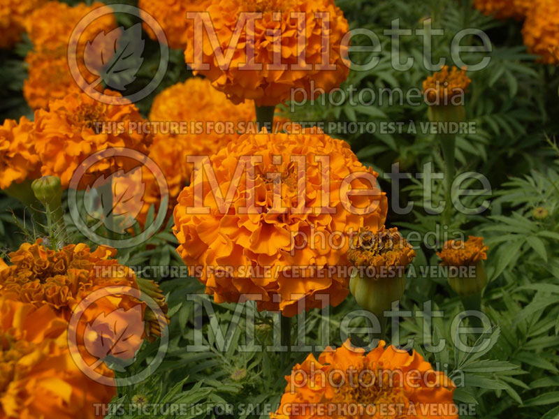 Tagetes Marvel Orange (Marigold) 1 