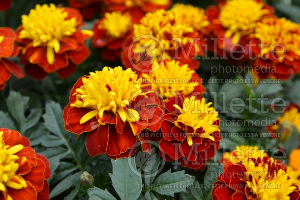Tagetes Super Hero Spry (French marigold) 1 