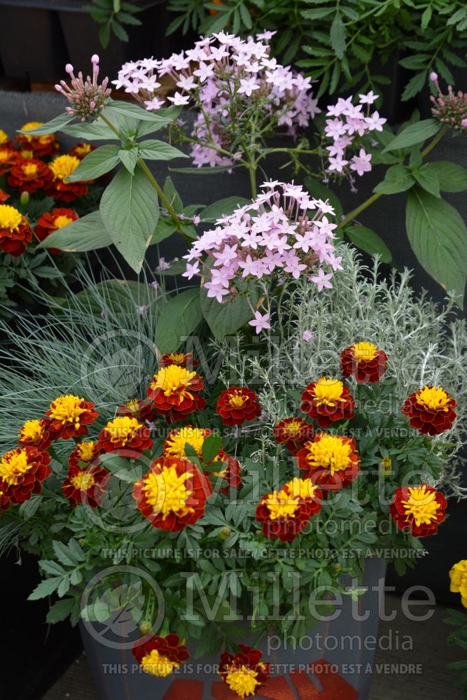 Tagetes Super Hero Spry (French marigold) 2 