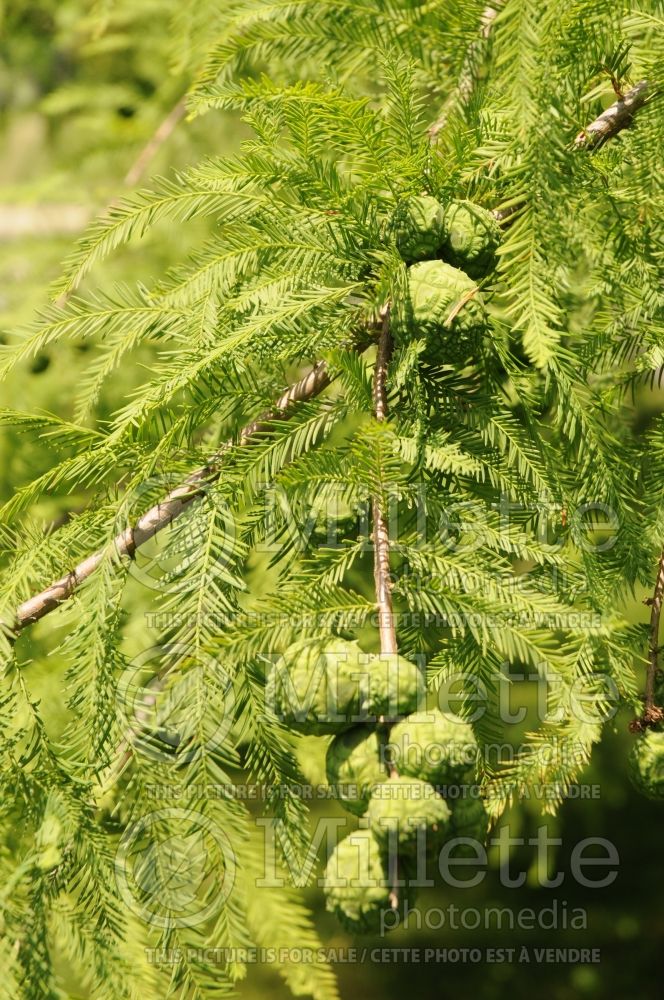 Taxodium distichum (Bald Cypress conifer) 27