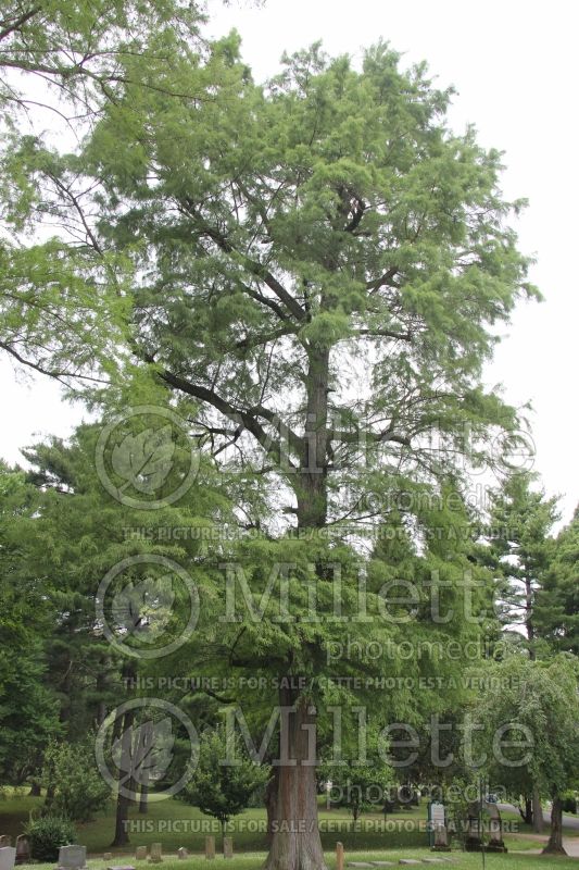 Taxodium distichum (Bald Cypress conifer) 1