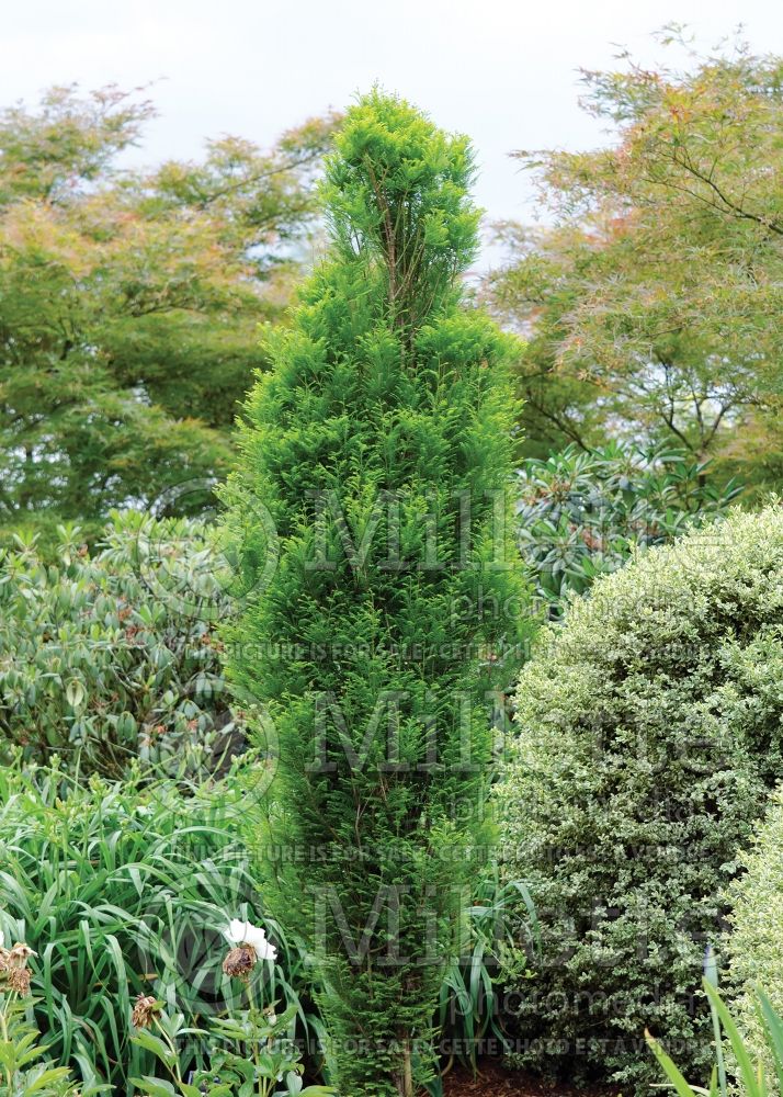 Taxodium Lindsey's Skyward (Bald Cypress conifer) 1