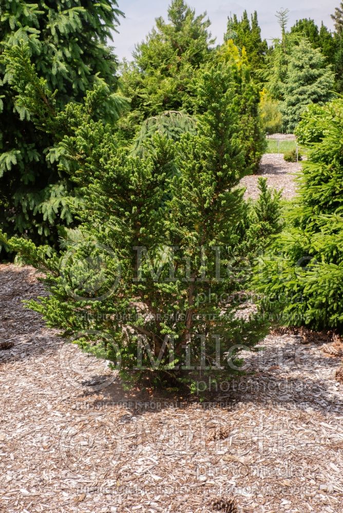 Taxus Amersfoort (English Yew conifer) 1