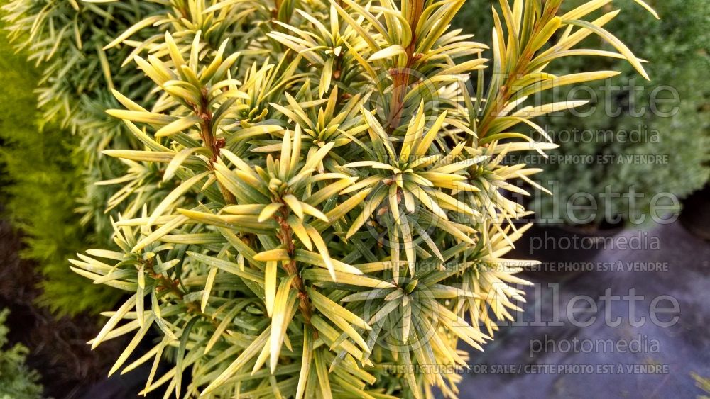 Taxus Standishii (English Yew conifer) 8