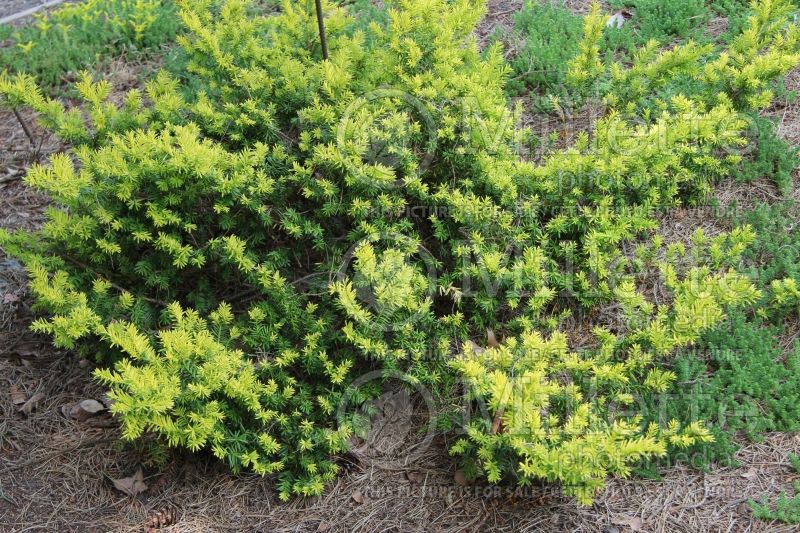 Taxus Nana Aurescens (English Yew conifer) 2