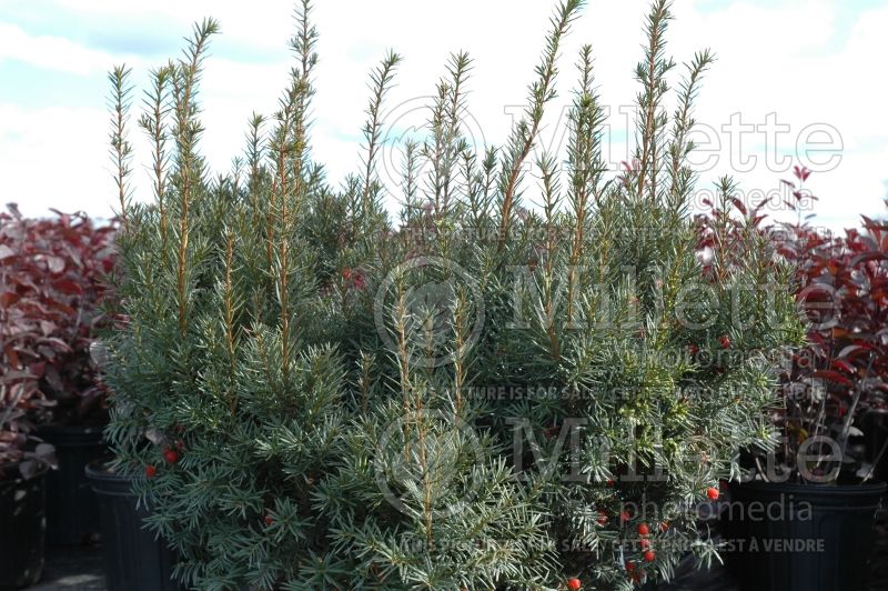 Taxus Nana (English Yew conifer) 1