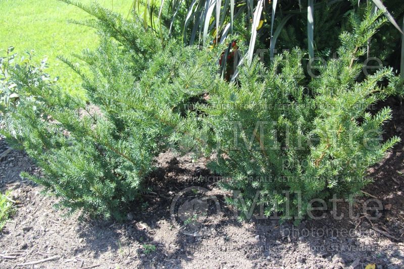 Taxus Densiformis (English Yew conifer) 2
