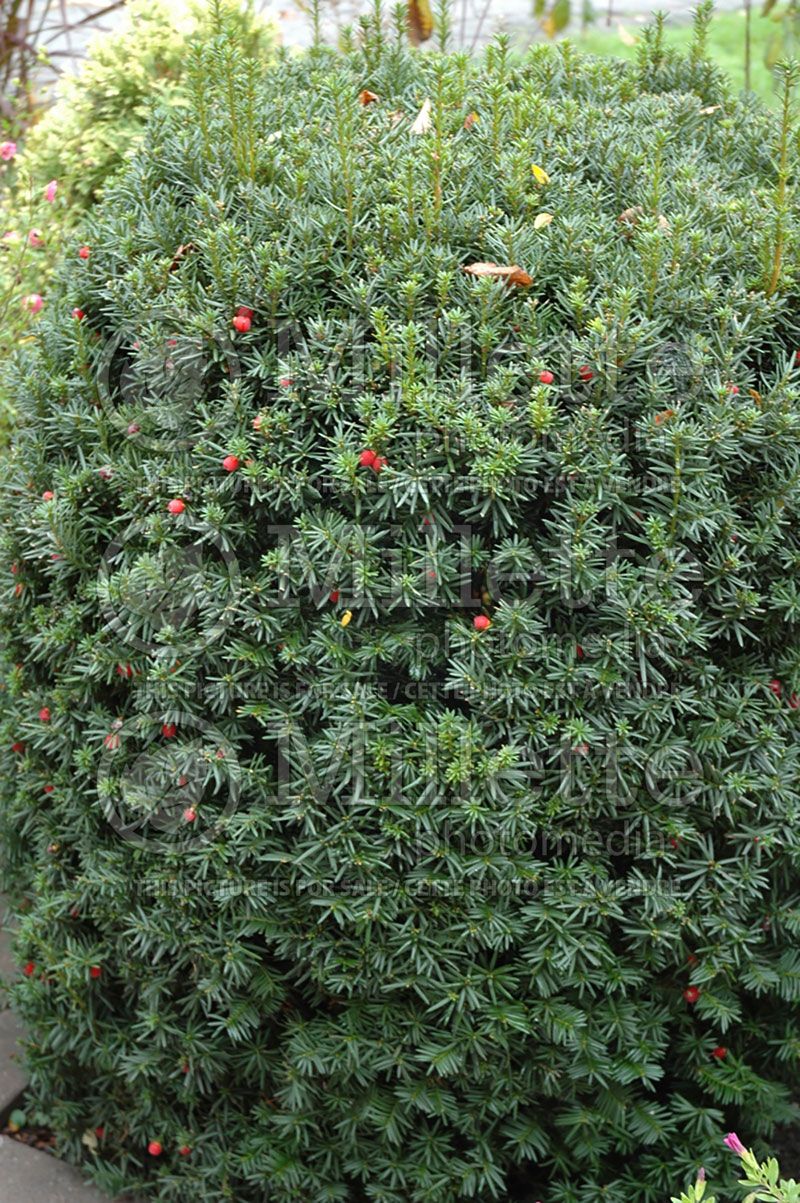 Taxus Hicksii (English Yew conifer) 8