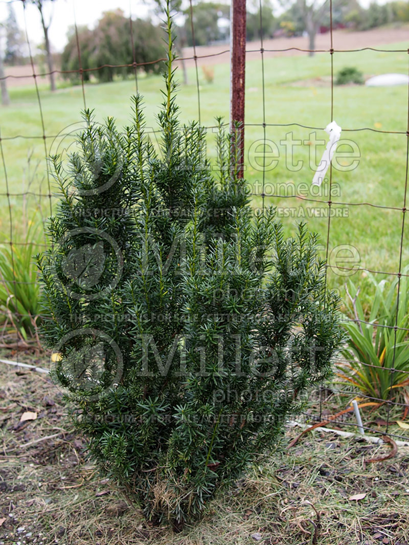 Taxus L.C. Bobbink (English Yew conifer) 1