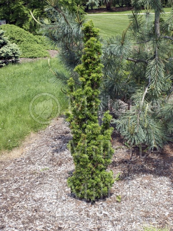 Taxus Maureen (English Yew conifer) 2