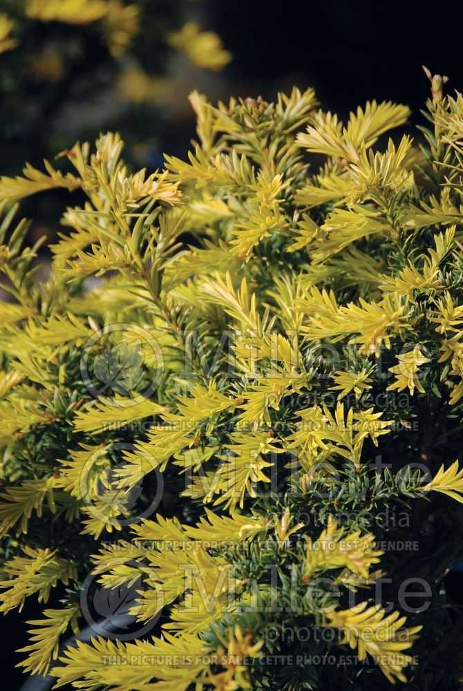 Taxus Sunburst (English Yew conifer) 2