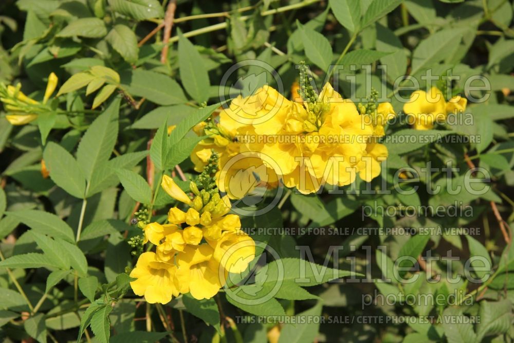 Tecoma stans (yellow trumpetbush, yellow bells, yellow elder) 6  